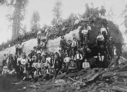 CAT-MUSEE-1-Over 100 people stand with a logged giant sequoia tree in California 1917