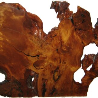 Kauri Ancien daté au carbone d'environ 45 000 ans